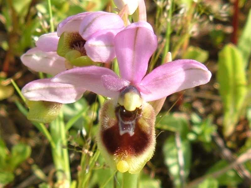 ophrys